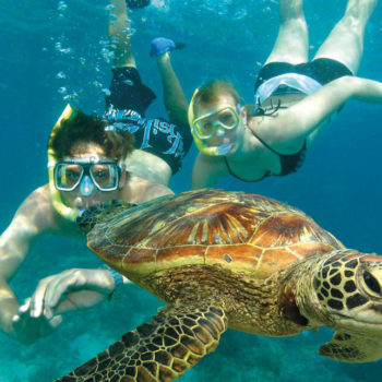 Snorkelling with Turtles