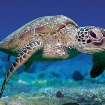 Green Island Turtle