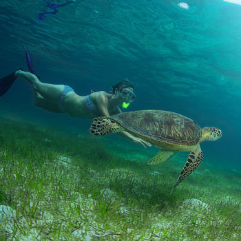 Great Barrier Reef snorkelling