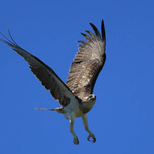 Great Barrier Reef eagle