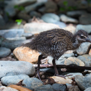 Green Island eco walk