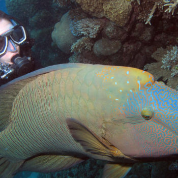 Maori Wrasse Great Barrier Reef