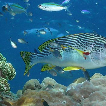 Great Barrier Reef Tour