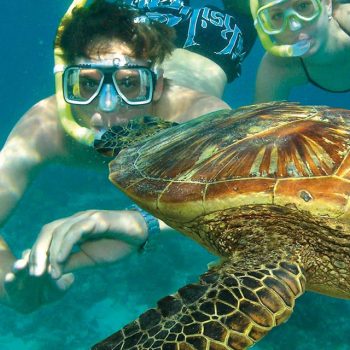 Snorkelling with Turtles