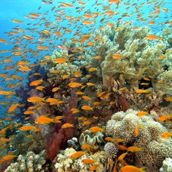 Outer Reef Marine Life