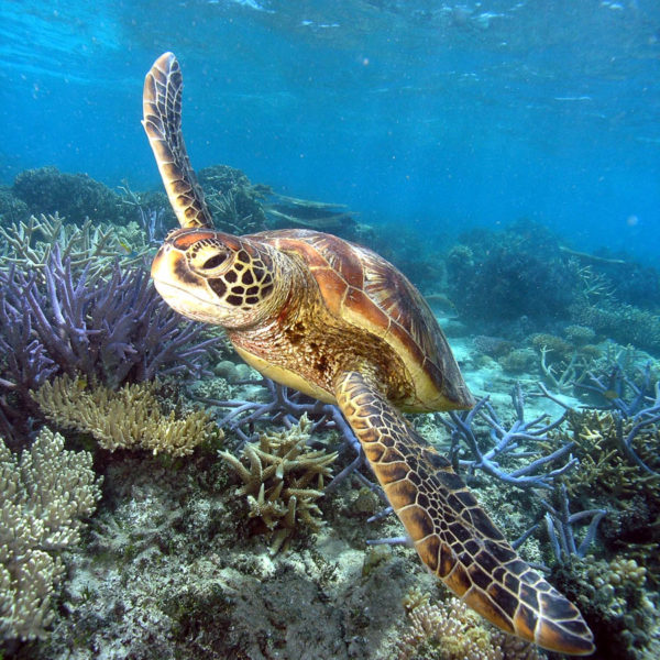 Green Island Turtle