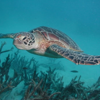 Green Island sea turtle