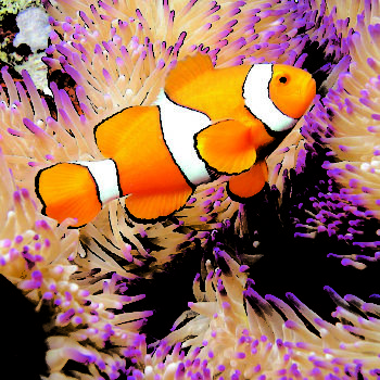 Nemo Great Barrier Reef