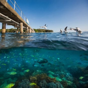 Green Island Snorkelling Marine Life