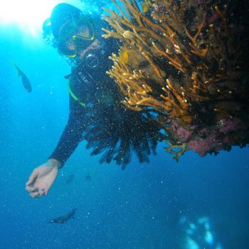 Great Barrier Reef Diving