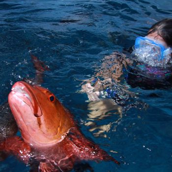 Great Barrier Reef marine life