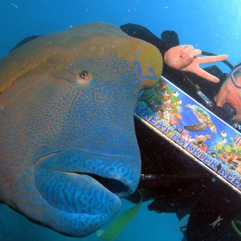 Great Barrier Reef Maori Wrasse