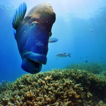 Great Barrier Reef marine life