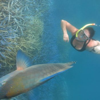 Great Barrier Reef snokerlling