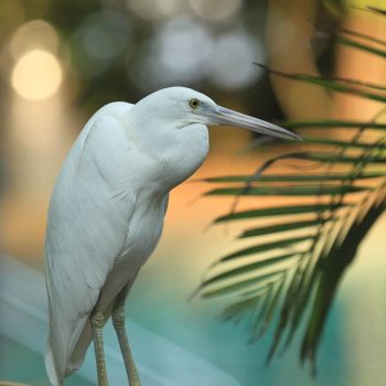 Bird Life Green Island