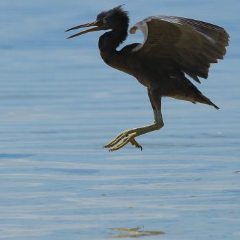 Green Island bird life