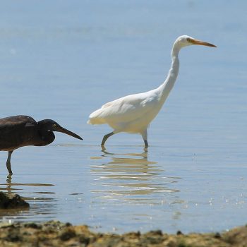 Bird Life Green Island