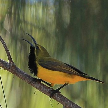 Bird Life Green Island