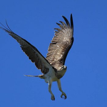 Bird Life Green Island