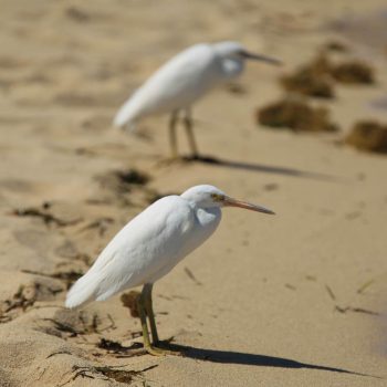 Bird Life Green Island