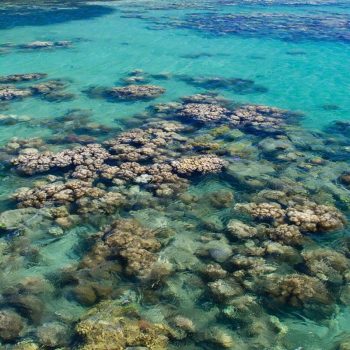 Green Island Marine life Corals