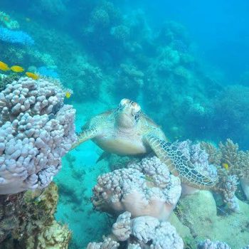 Green Island Marine life Turtle