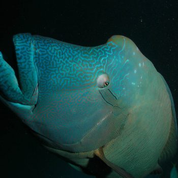 Great Barrier Reef marine life