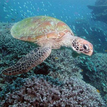 Great Barrier Reef marine life