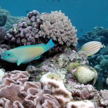 Great Barrier Reef marine life