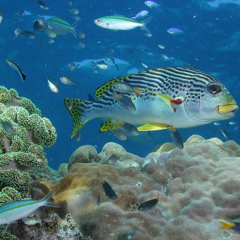 Great Barrier Reef marine life