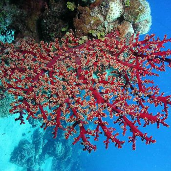 Great Barrier Reef Coral