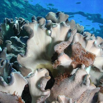 Great Barrier Reef marine life