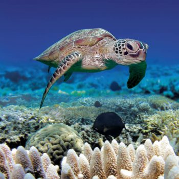 Great Barrier Reef marine life