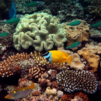 Great Barrier Reef marine life