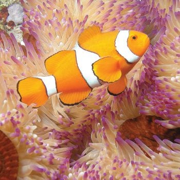 Nemo clownfish