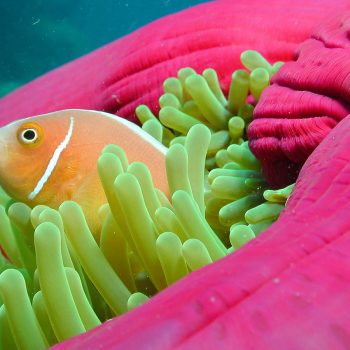 Great Barrier Reef marine life