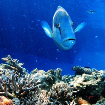 Great Barrier Reef marine life