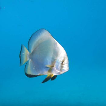 Great Barrier Reef marine life