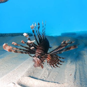 Great Barrier Reef marine life