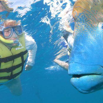 Great Barrier Reef Maori Wrassi