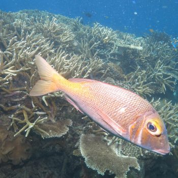 Great Barrier Reef marine life