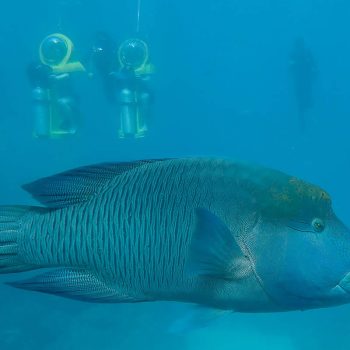 Great Barrier Reef Maori Wrasse