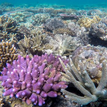 Great Barrier Reef marine life