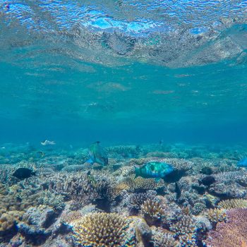 Great Barrier Reef marine life