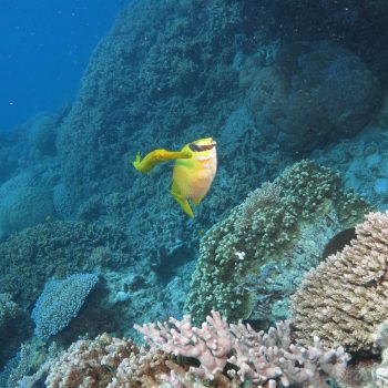 Great Barrier Reef marine life