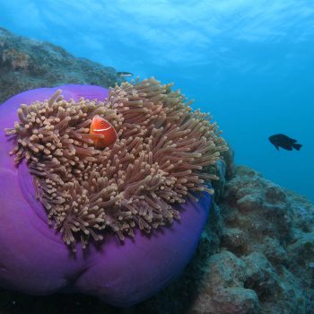 Great Barrier Reef marine life