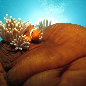 Great Barrier Reef Clown Fish
