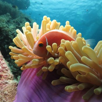 Great Barrier Reef marine life