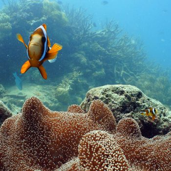 Great Barrier Reef marine life