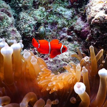 Great Barrier Reef marine life